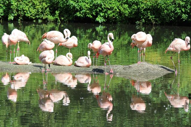 Bronx Zoo